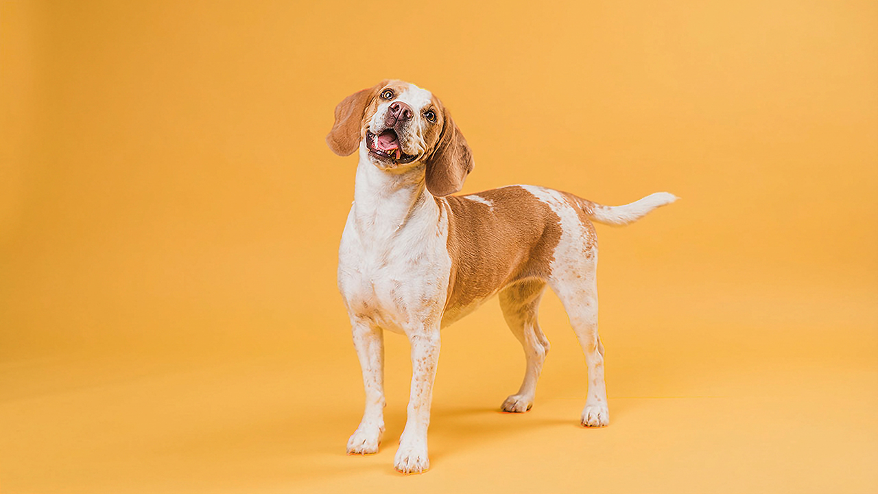 Baño y peluquería perro mediano
