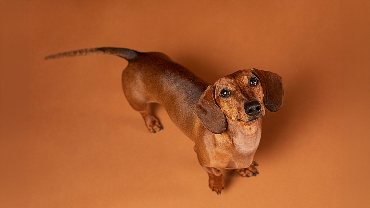Baño y peluquería perro pequeño