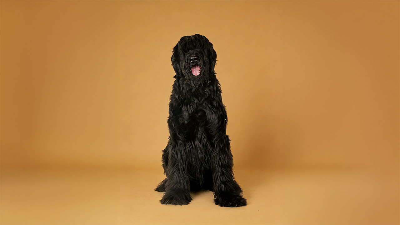 Baño y peluquería perro gigante