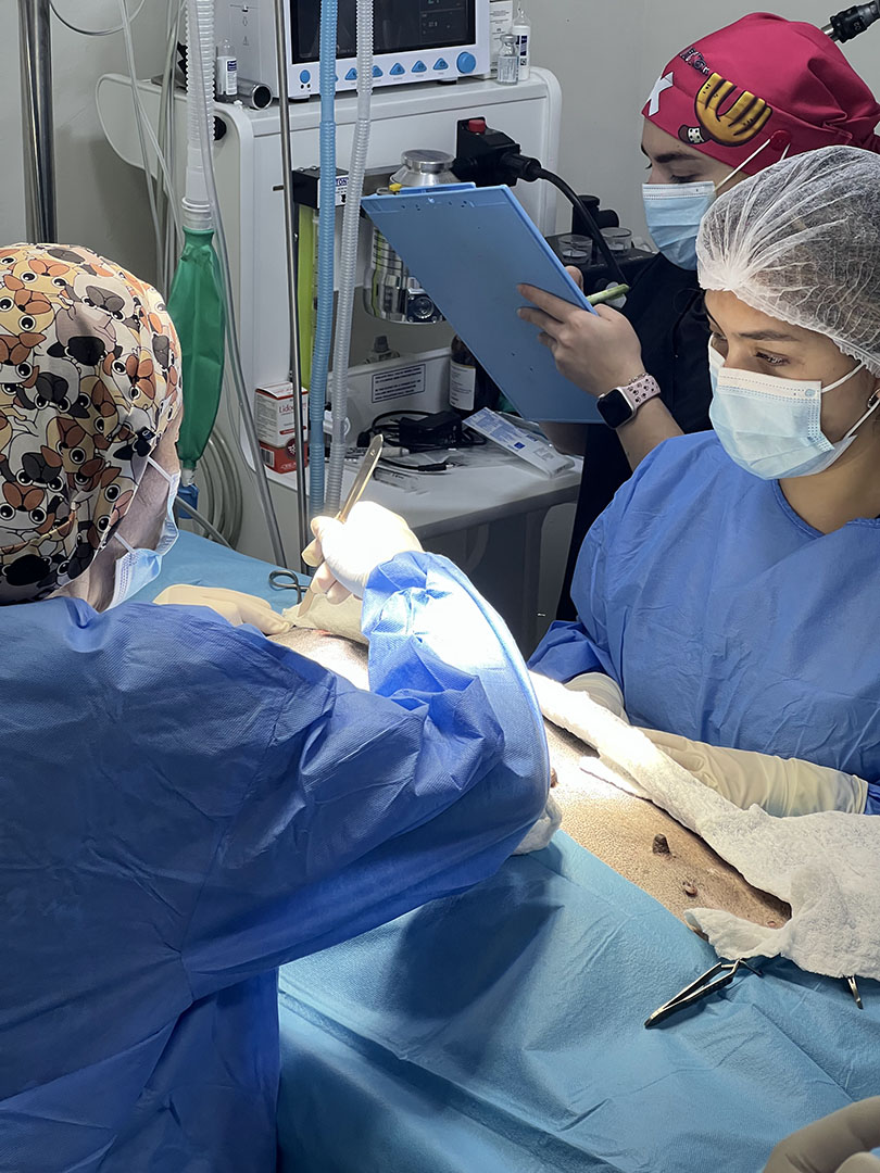 Cirugía Veterinaria