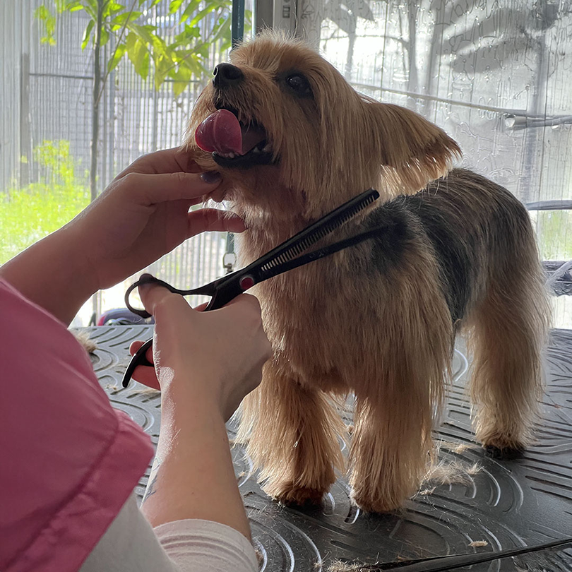 Baño y peluquería para mascotas
