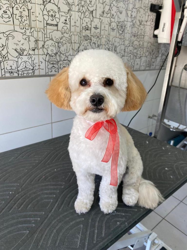 Tienda de Alimentos y Medicamentos para Mascotas