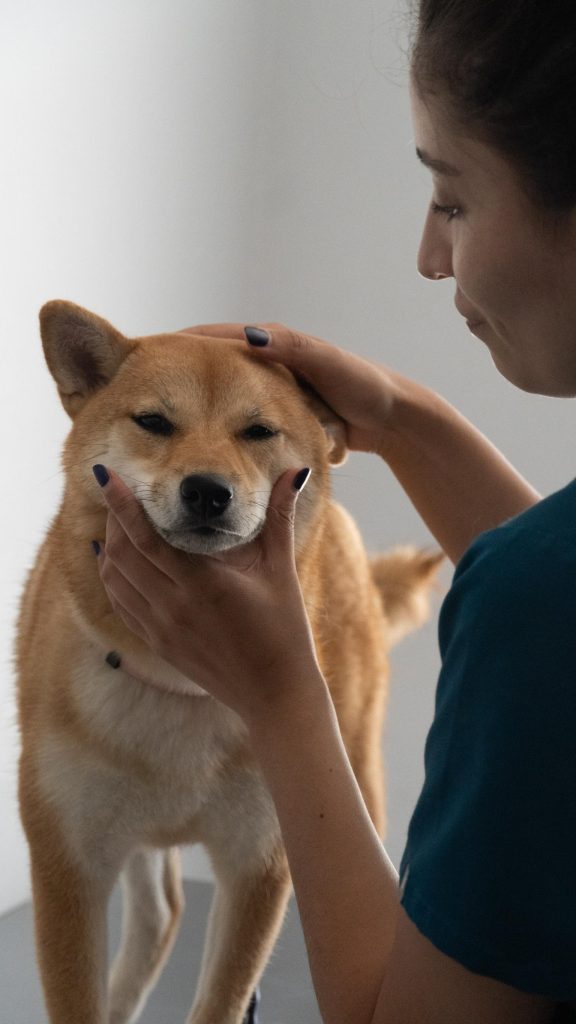 Atención veterinaria integral