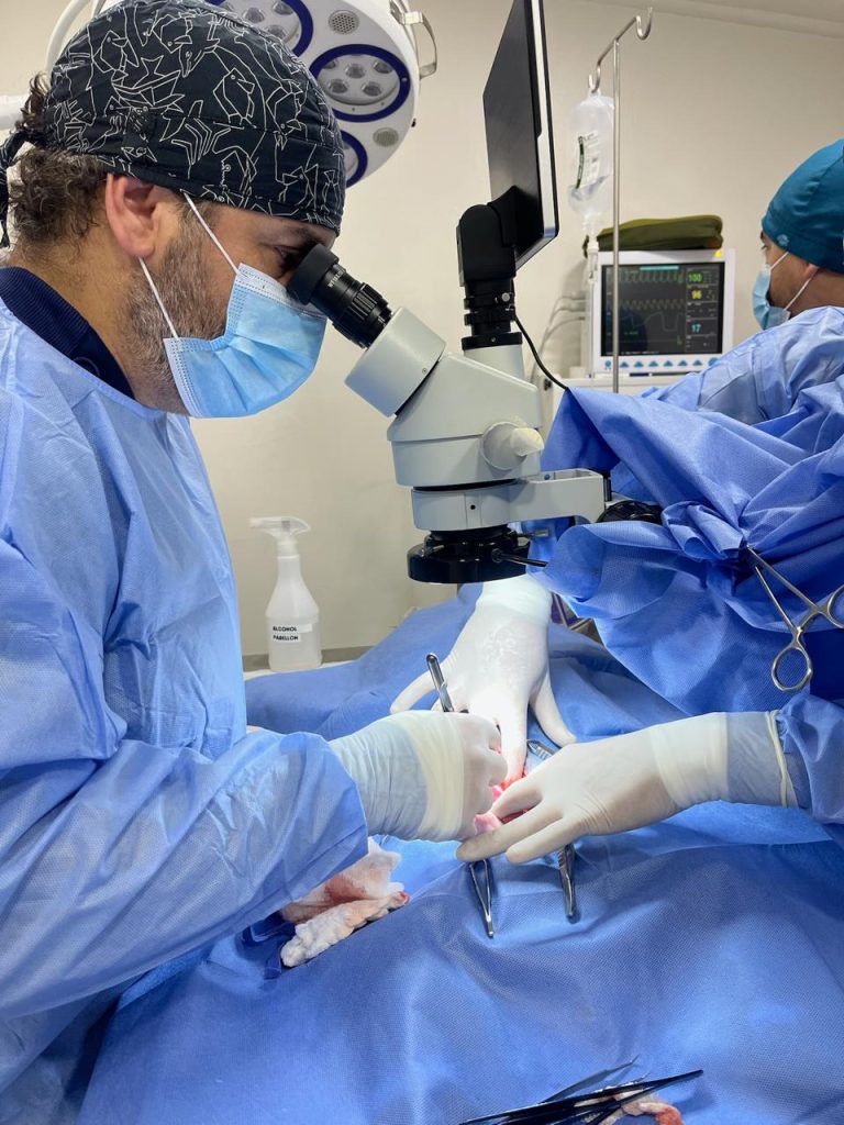 Zona de hospitalización 24 hrs en Arka Vet con camas y supervisión veterinaria