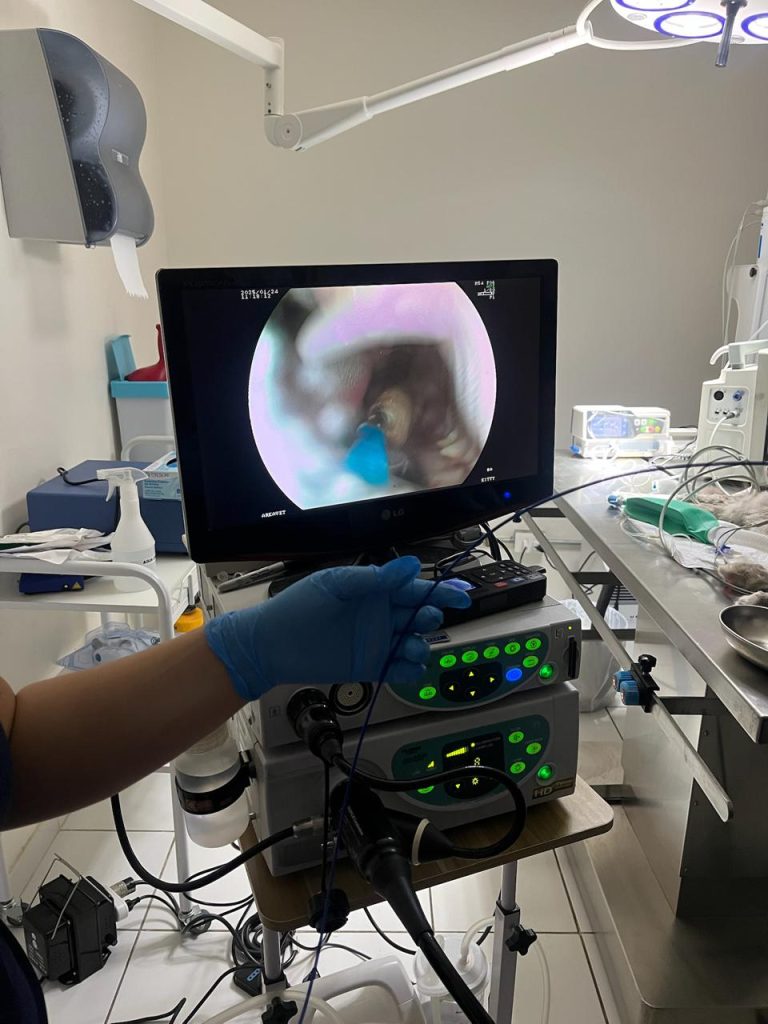 Perro en sala de recuperación postoperatoria en Arka Vet con monitor vital