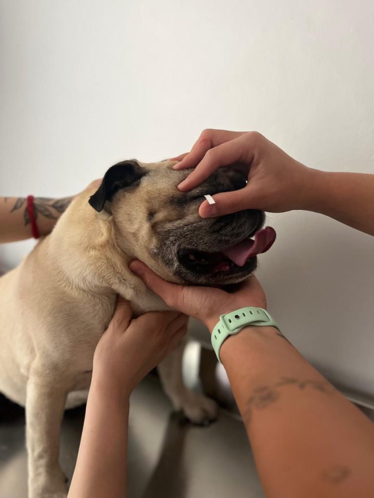 Servicio especializado de oftalmología veterinaria