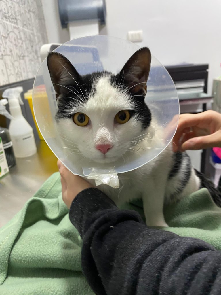 Dermatología Veterinaria
Vitacura