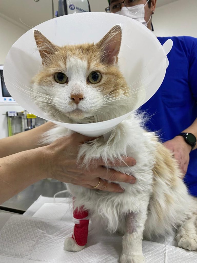 Dermatología Veterinaria
Vitacura