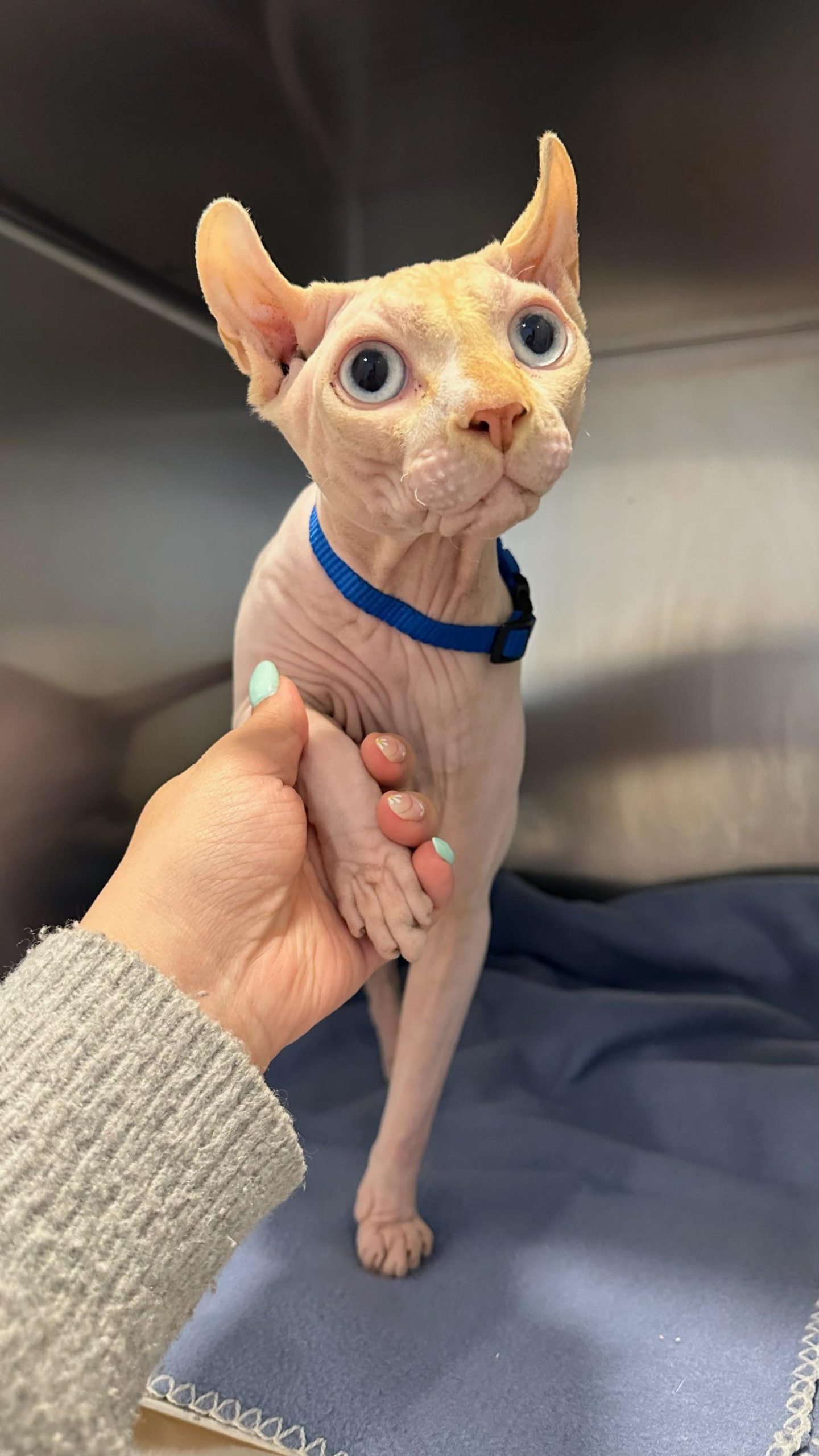 Dermatología Veterinaria Vitacura