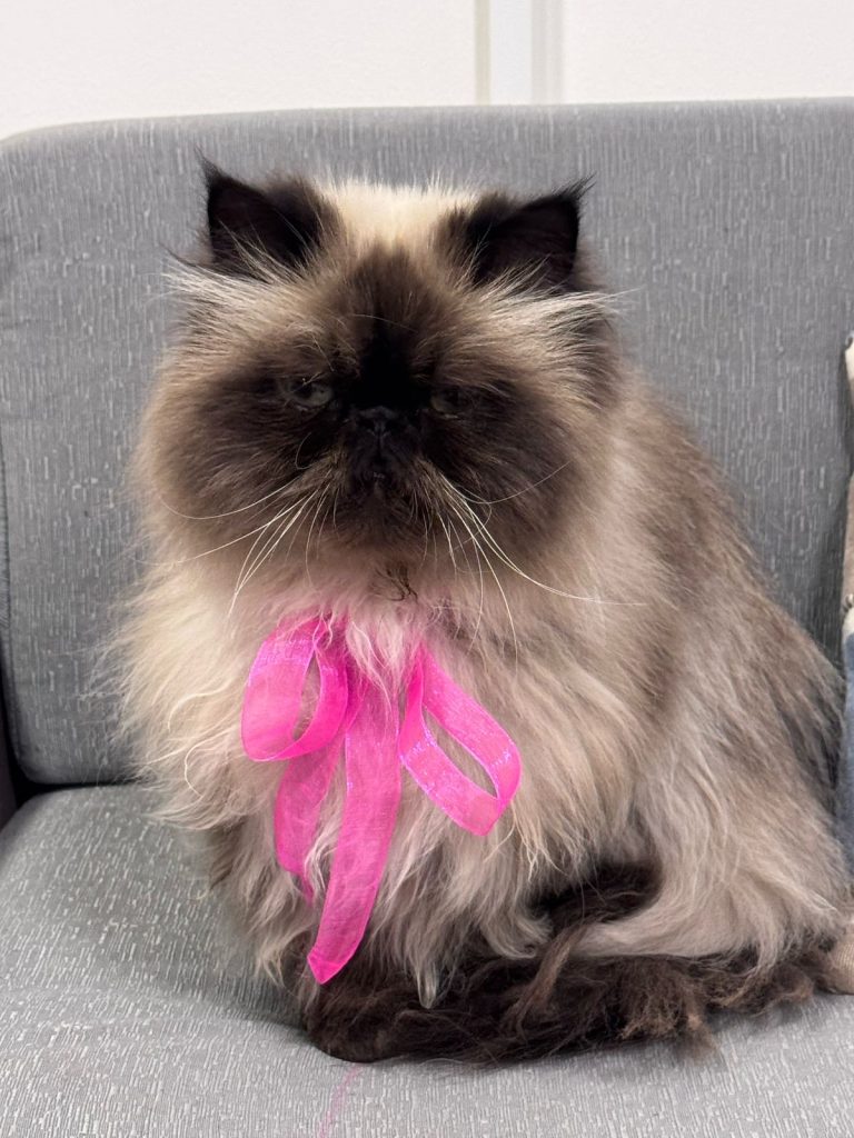 Peluquería gatos Vitacura