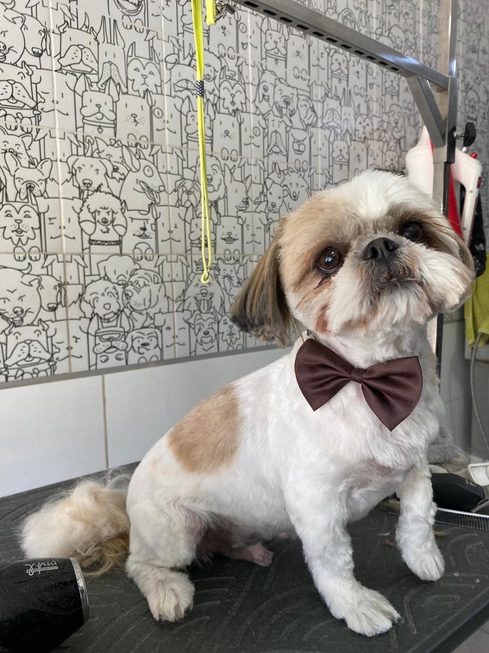 Peluquería canina Vitacura