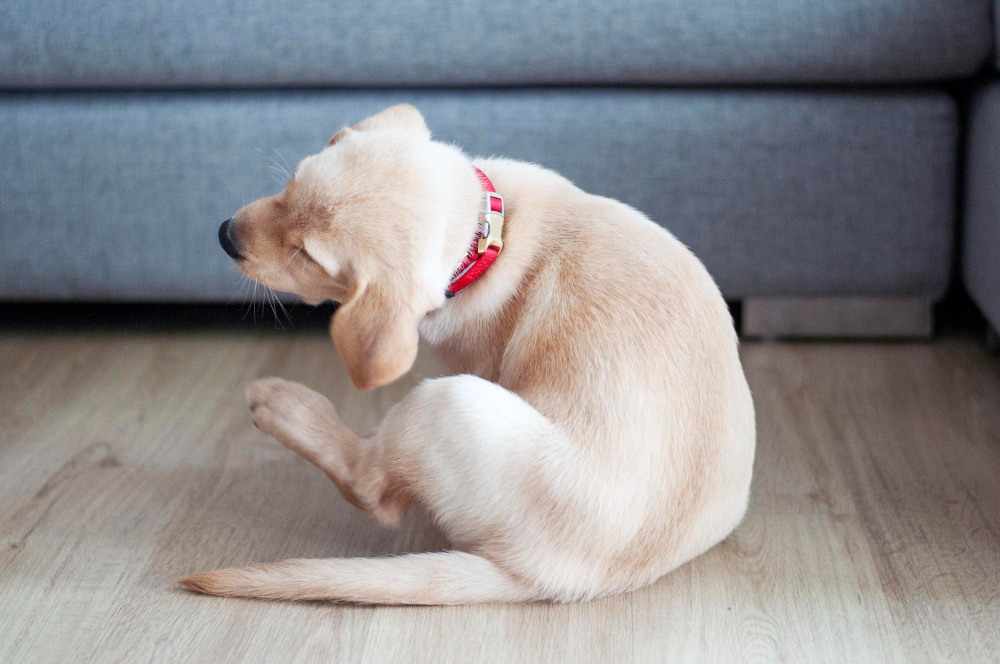 Plan de desparasitación para perros