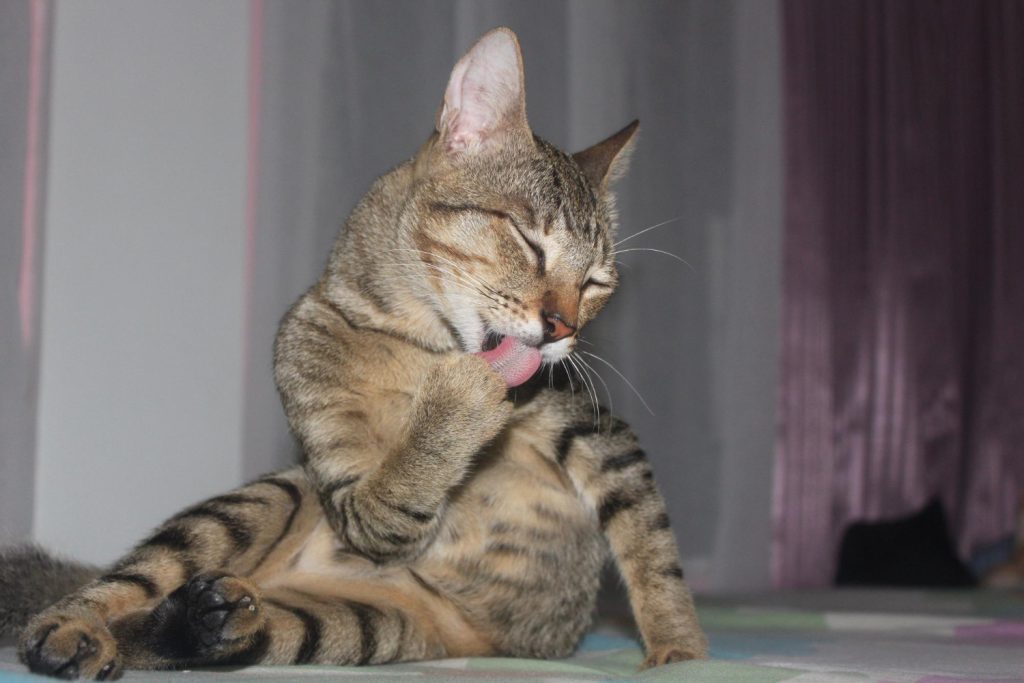 Plan de desparasitación para gatos