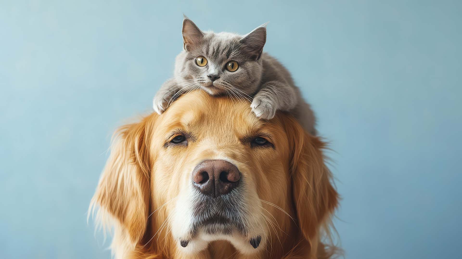Gato y perro