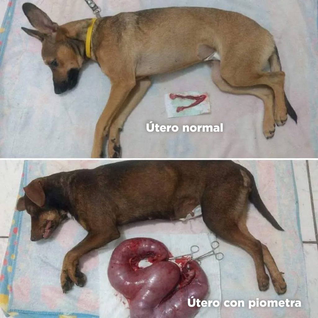 Comparación útero con piometra