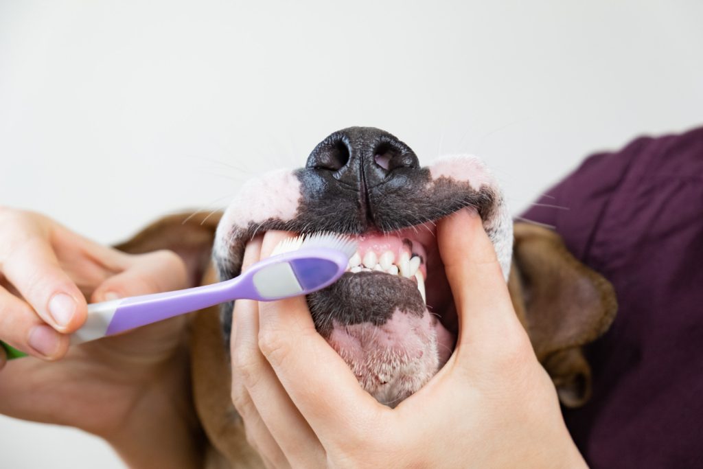 Limpieza dental en perro