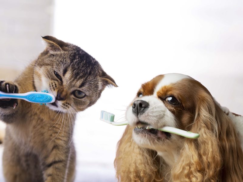 perro y gato cepillandose los dientes