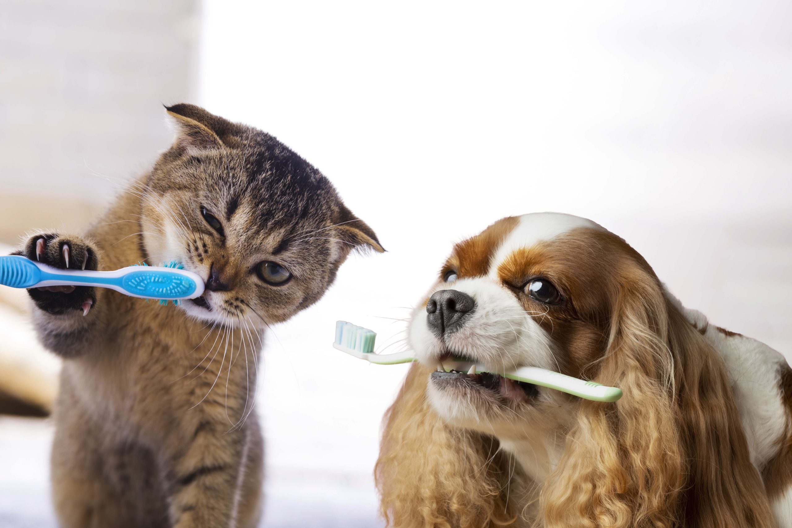 perro y gato cepillandose los dientes