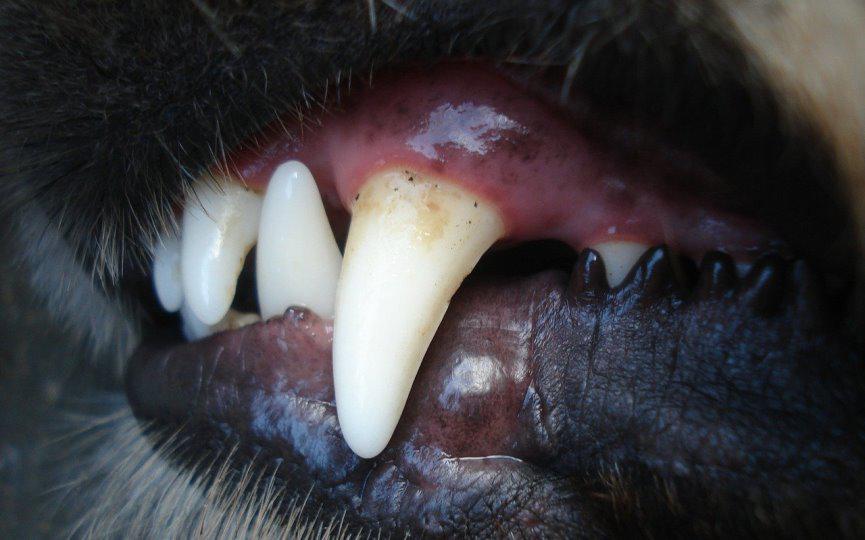 Dientes de perro con sarro