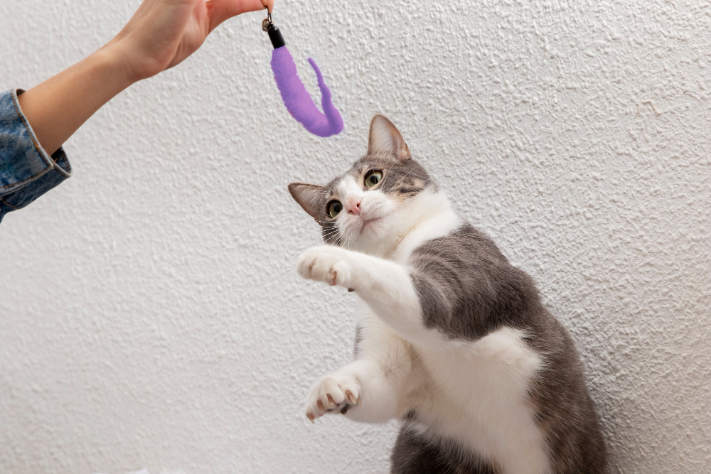 Gato jugando