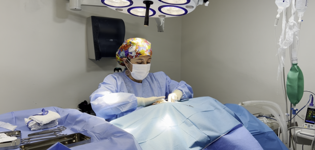 Veterinaria operando perro