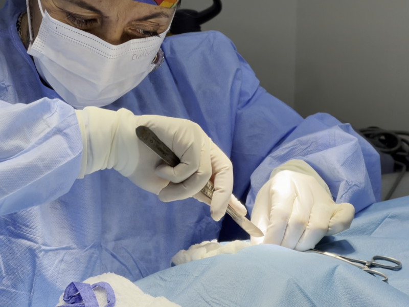 cirugía veterinaria
