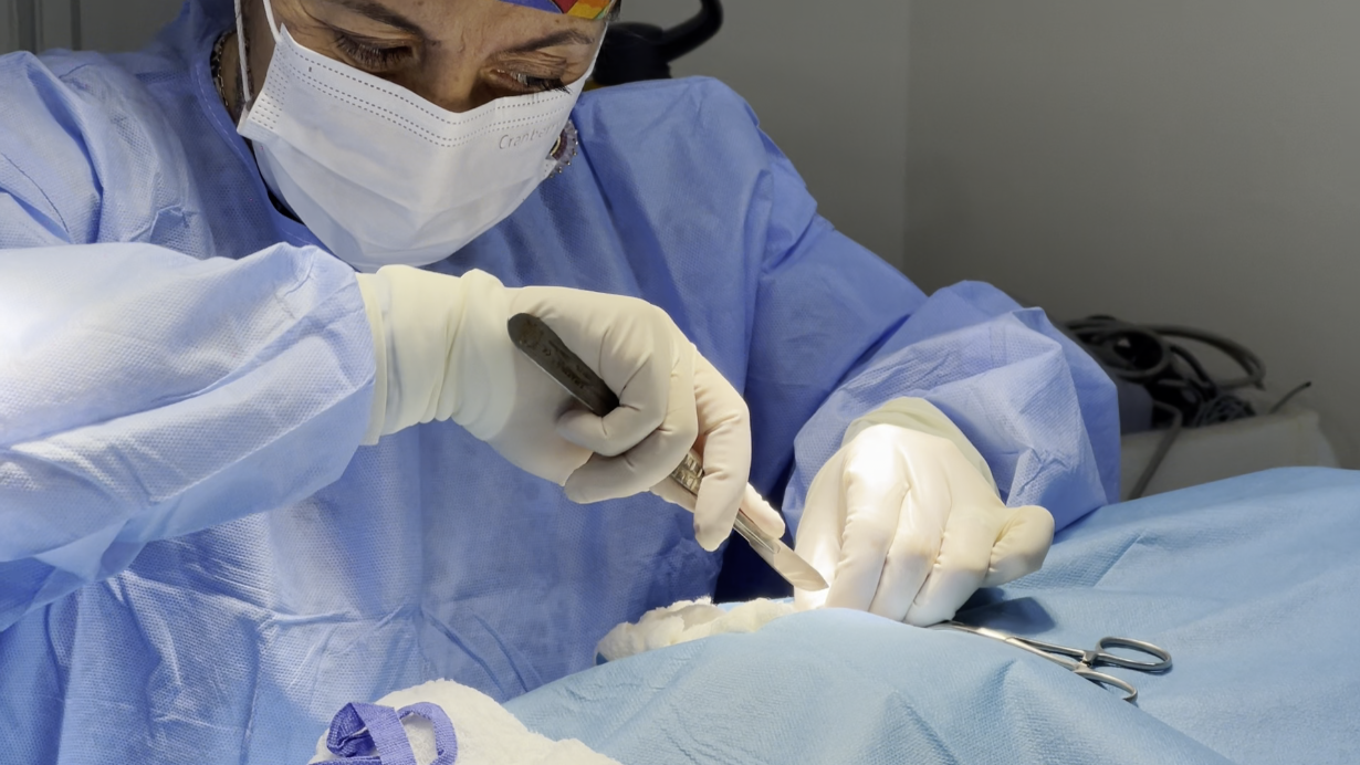 cirugía veterinaria