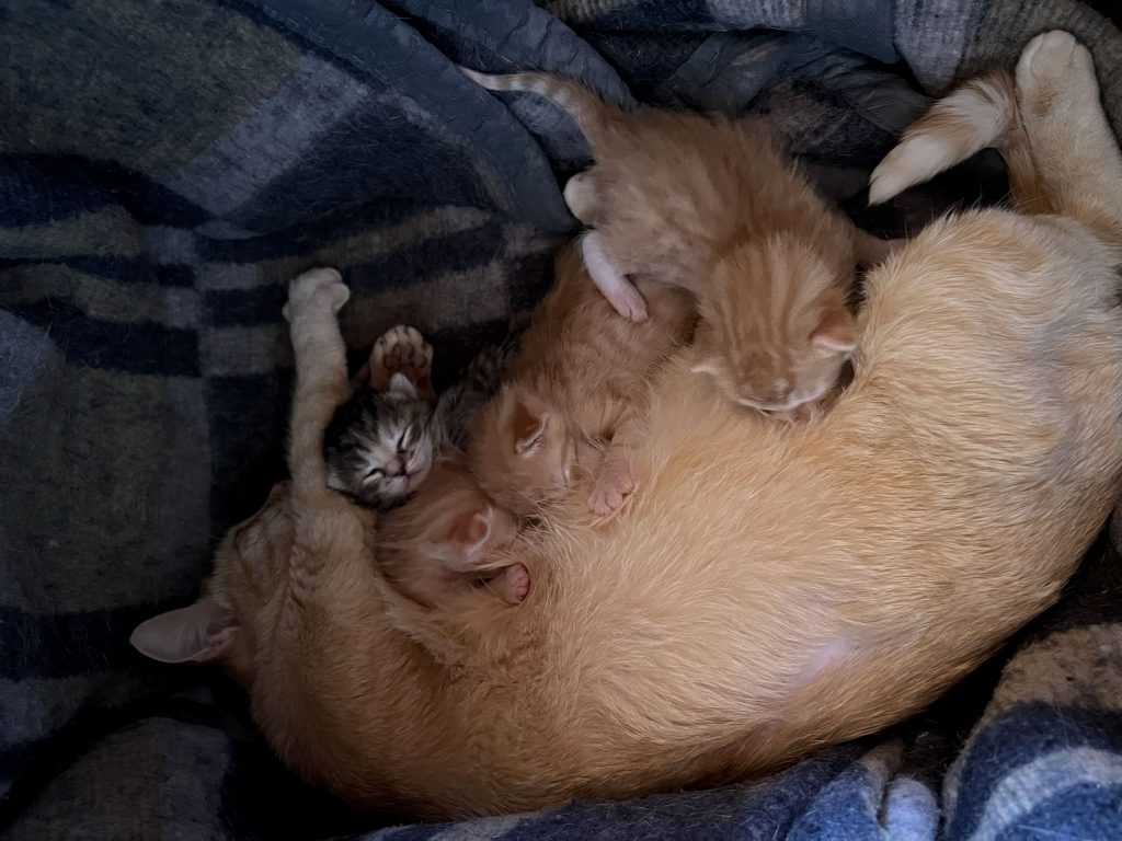 Gata dando leche a sus gatos