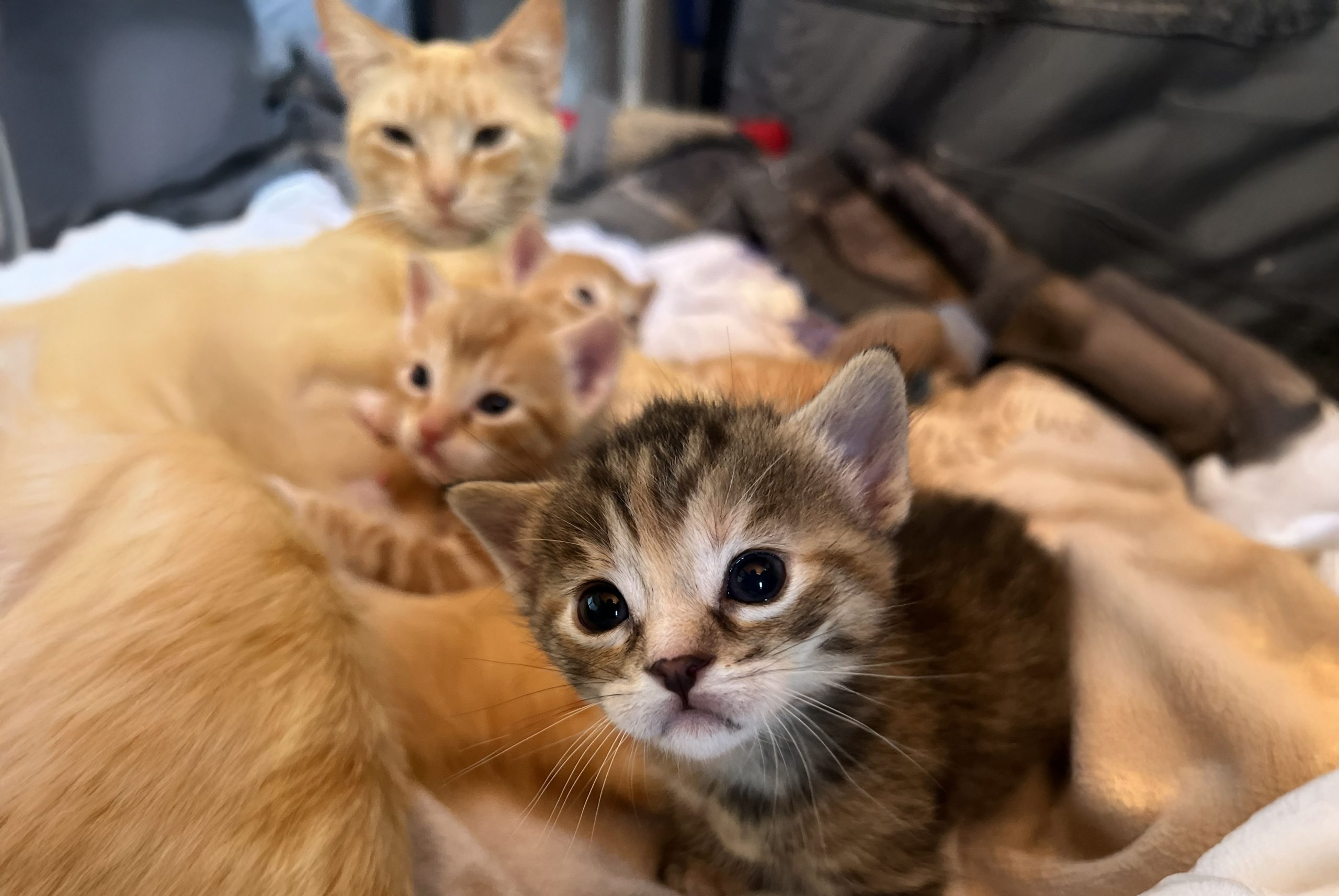 Gata mamá y sus bebés