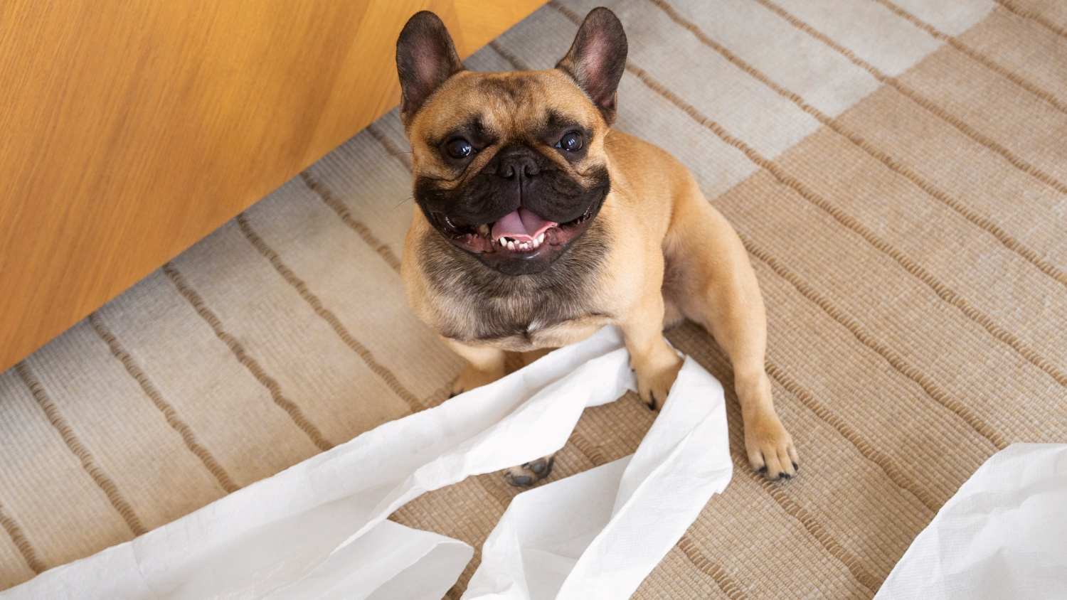 Perro con papel higiénico
