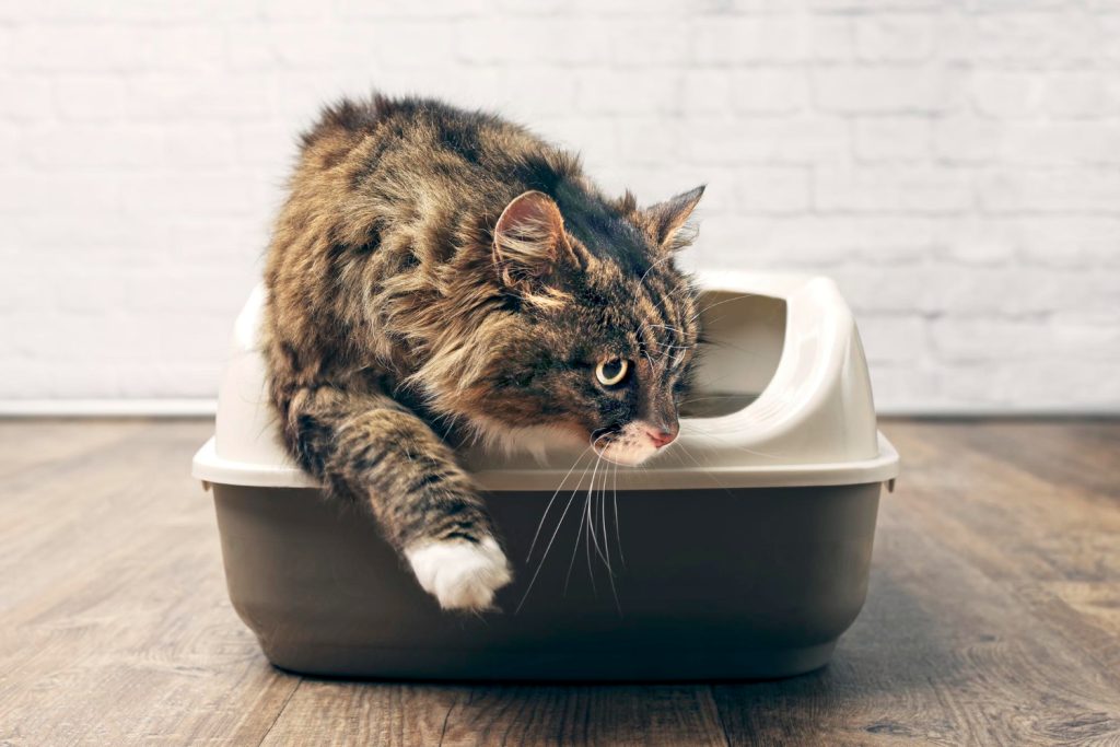 Gato saliendo de arenero