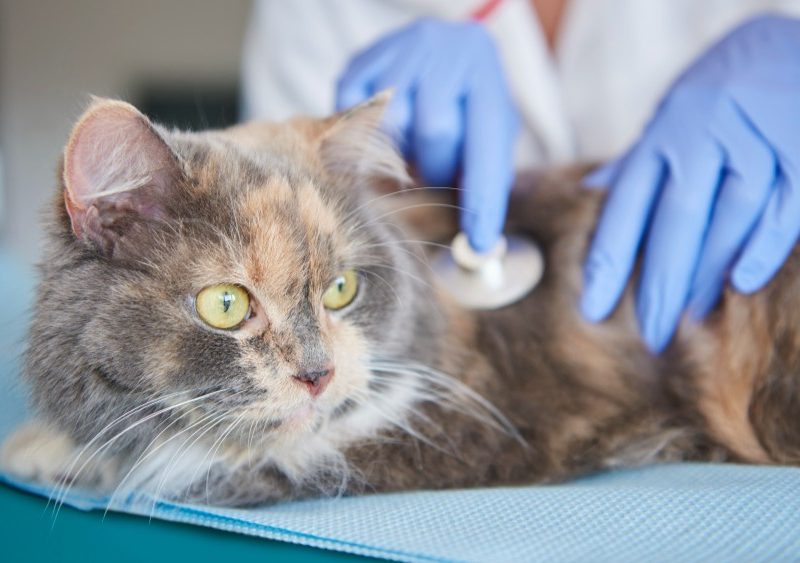 Urgencias veterinarias y hospitalización en Vitacura