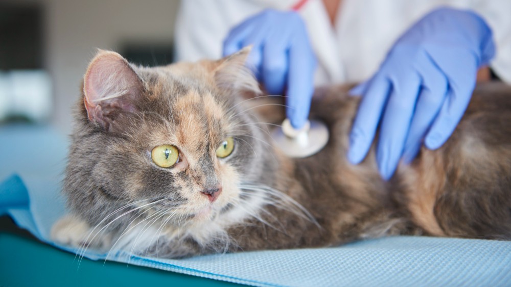 Urgencias veterinarias y hospitalización en Vitacura