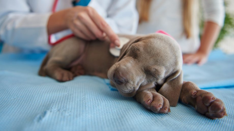 Box de urgencias veterinarias y hospitalización en Arkavet para feriados y Fiestas Patrias