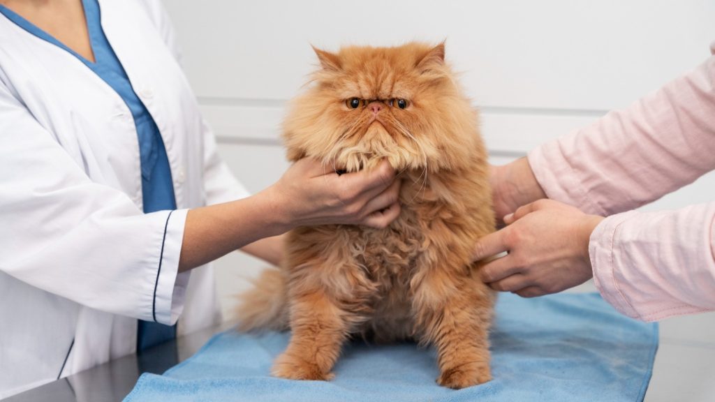 Palpación preventiva en casa para detectar signos tempranos de cáncer de mamas en perras y gatas.