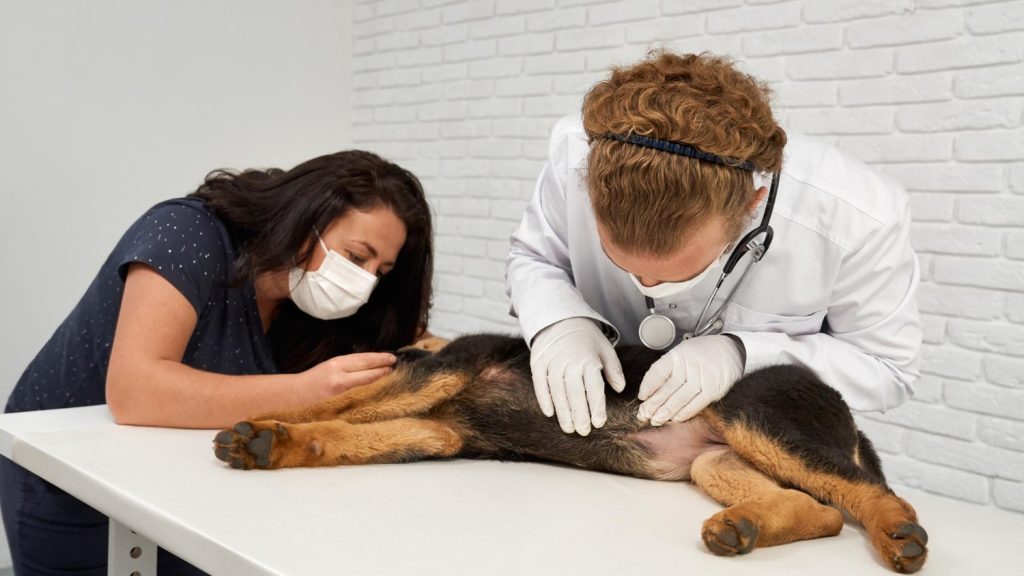Médico veterinario realizando chequeo preventivo de cáncer de mamas en perras y gatas en Vitacura.